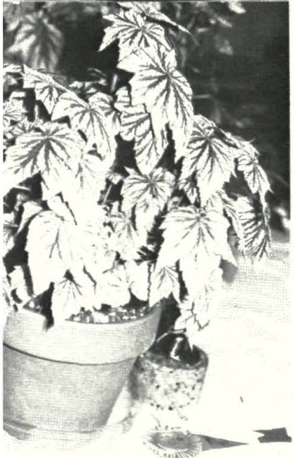 B. ‘Hazel Harmon’